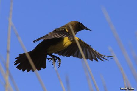 Udaondo -Abbott (septiembre 2015)