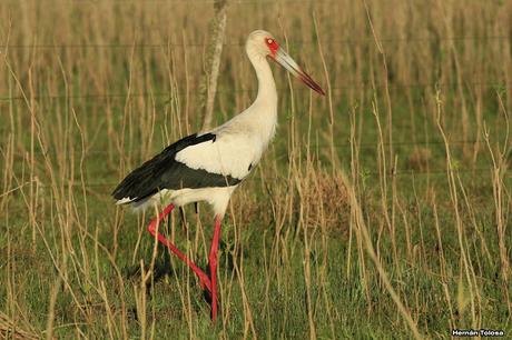 Udaondo -Abbott (septiembre 2015)