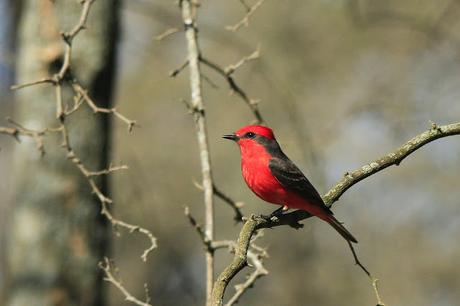 Udaondo -Abbott (septiembre 2015)
