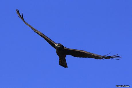 Udaondo -Abbott (septiembre 2015)