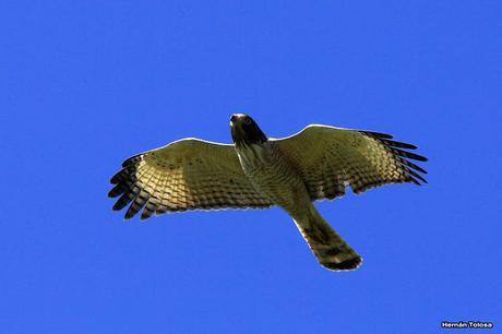 Udaondo -Abbott (septiembre 2015)