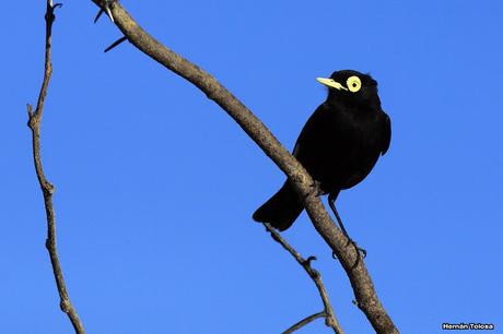 Udaondo -Abbott (septiembre 2015)