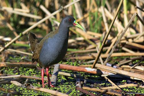 Udaondo -Abbott (septiembre 2015)
