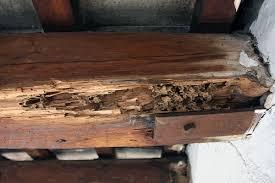 ¿Cómo saber si tengo termitas en mi vivienda?