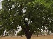 Mantecas: Manteca Karité