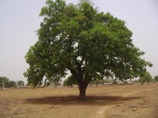 Las Mantecas: I Manteca de Karité