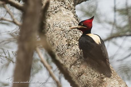 Carpintero lomo blanco (Cream-backed Woodpecker) Campephilus leucopogon