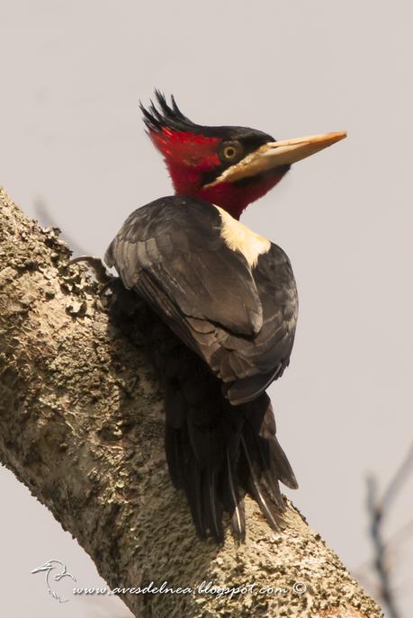 Carpintero lomo blanco (Cream-backed Woodpecker) Campephilus leucopogon