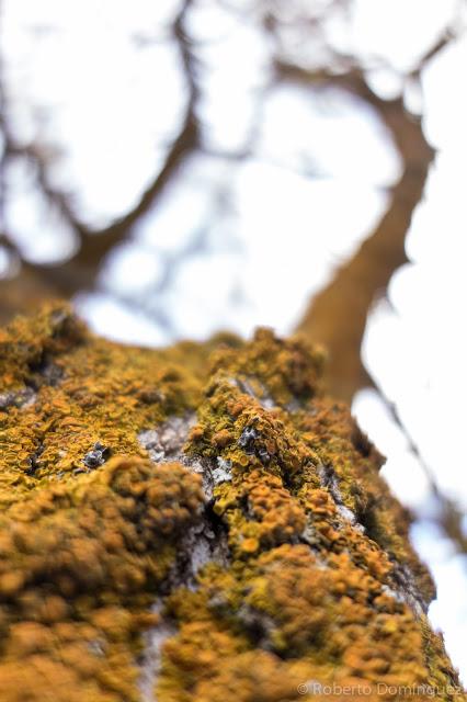 © R.Domínguez - Pontevedra 501