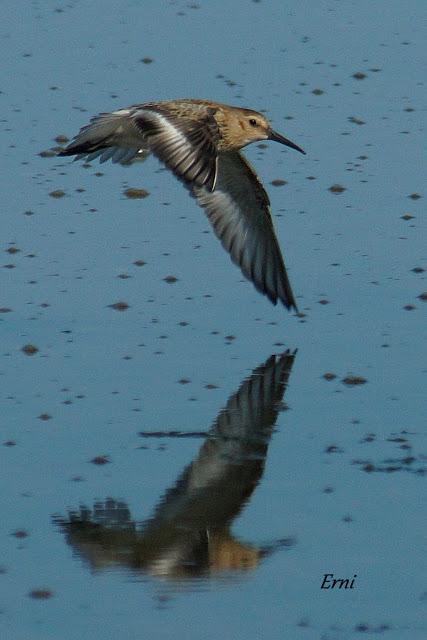 COMO SALIDO DE UN LIBRO