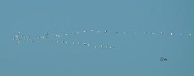 COMO SALIDO DE UN LIBRO