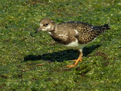 COMO SALIDO DE UN LIBRO