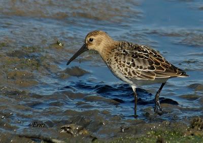 COMO SALIDO DE UN LIBRO