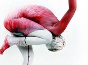 Flamencos, como Corrupción Miami