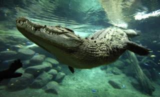 Sección Novela Adolescente - Reseña de Sección Novela Adolescente - Reseña de