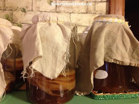 Té de Kombucha el hongo milagro