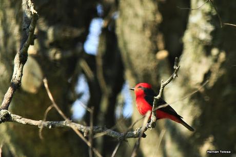 Volvieron los churrinches