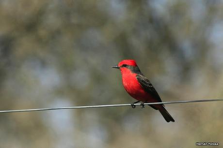 Volvieron los churrinches