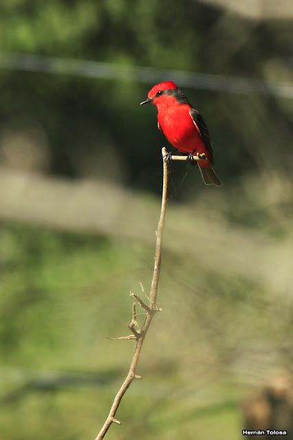 Volvieron los churrinches
