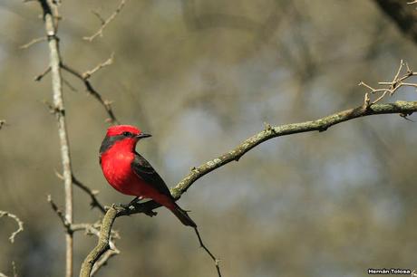 Volvieron los churrinches