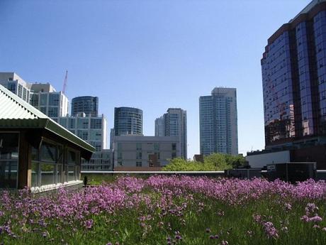 Techo verde de un edificio de oficinas en Toronto - Canadá