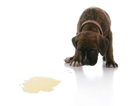 Las 6 razones que indican por que los perros vomitan espuma blanca