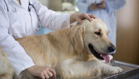 ¿Qué es la Tiña en perros? 10 pasos para tratar esta enfermedad