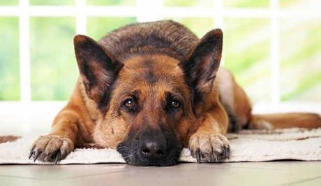 ¿Qué es la Tiña en perros? 10 pasos para tratar esta enfermedad