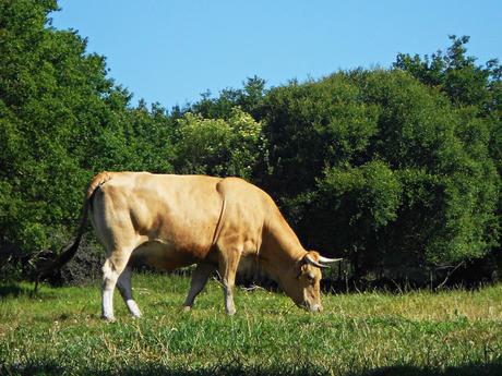 CAMINO DE SANTIAGO: MORGADE-PORTOMARÍN. (CAMINO FRANCÉS)