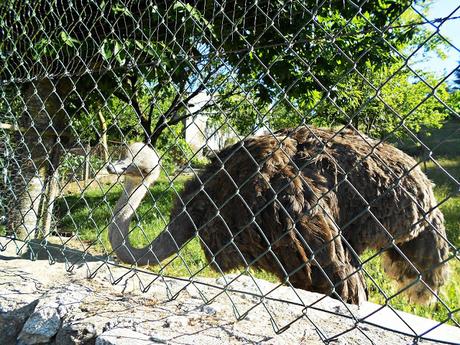 CAMINO DE SANTIAGO: MORGADE-PORTOMARÍN. (CAMINO FRANCÉS)