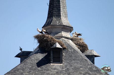 Camino por la ruta del Quijote: ¿Qué ver en Alcalá de Henares? Las cigüeñas, símbolo de la ciudad