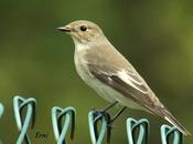 Papamoscas cerrojillo cantabria