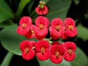 Corona espinas, Euphorbia mili