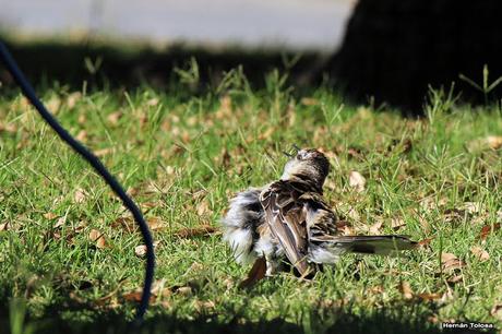 Gorriones acostados y tomando sol