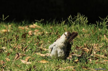 Gorriones acostados y tomando sol