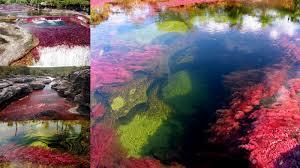 Caño Cristales, el río de los 5 colores