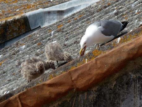 gaviotas_18_20150614 - Version 2