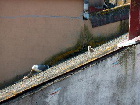 gaviotas_17_20150607 - Version 2