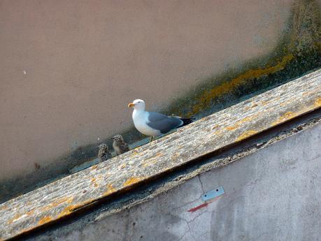 gaviotas_21_20150607 - Version 2