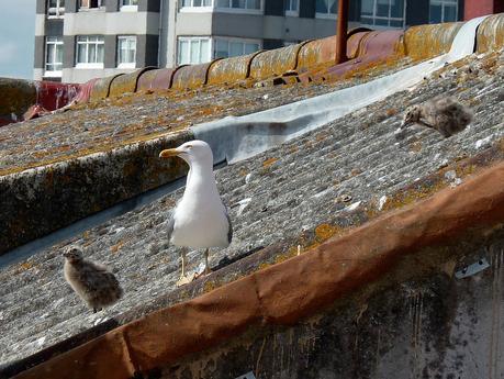 gaviotas_14_20150614 - Version 2