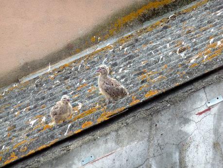 gaviotas_34_20150623 - Version 2