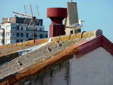 gaviotas_8_20150607 - Version 2