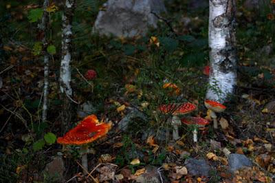 MICORRIZAS: UN REGALO DE LA NATURALEZA