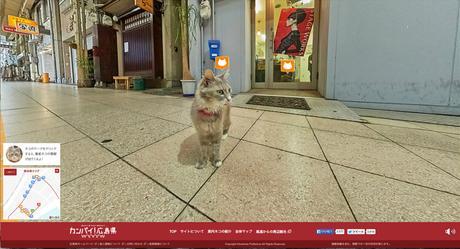 cat street view