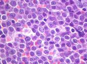 Conoce todo necesitas saber sobre Leucemia Felina