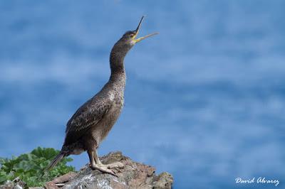 El último grito del cormorán