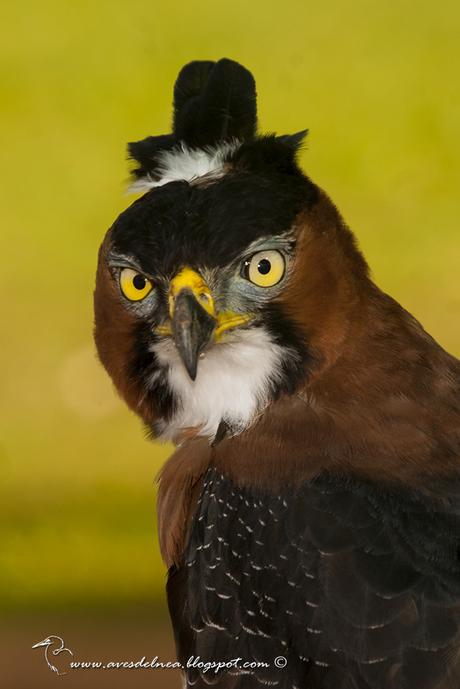 Águila crestuda real (Ornate hawk-Eagle) Spizaetus ornatus