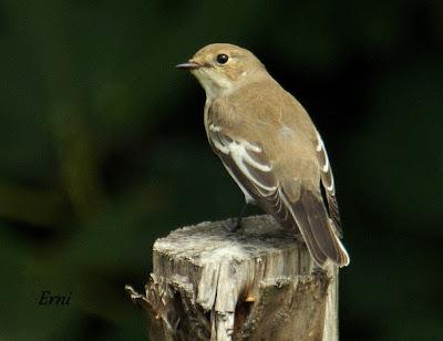 PASERIFORMES EN PASO