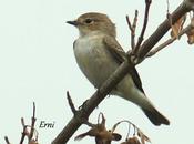 Paseriformes paso
