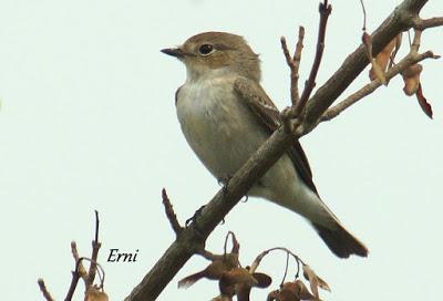 PASERIFORMES EN PASO